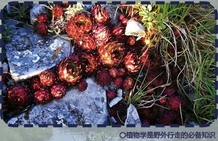 围观荒野挑战赛！这些野外求生技能你了解吗？冰球突破平台生吞蝗虫、“返祖”学猴叫？全网(图4)